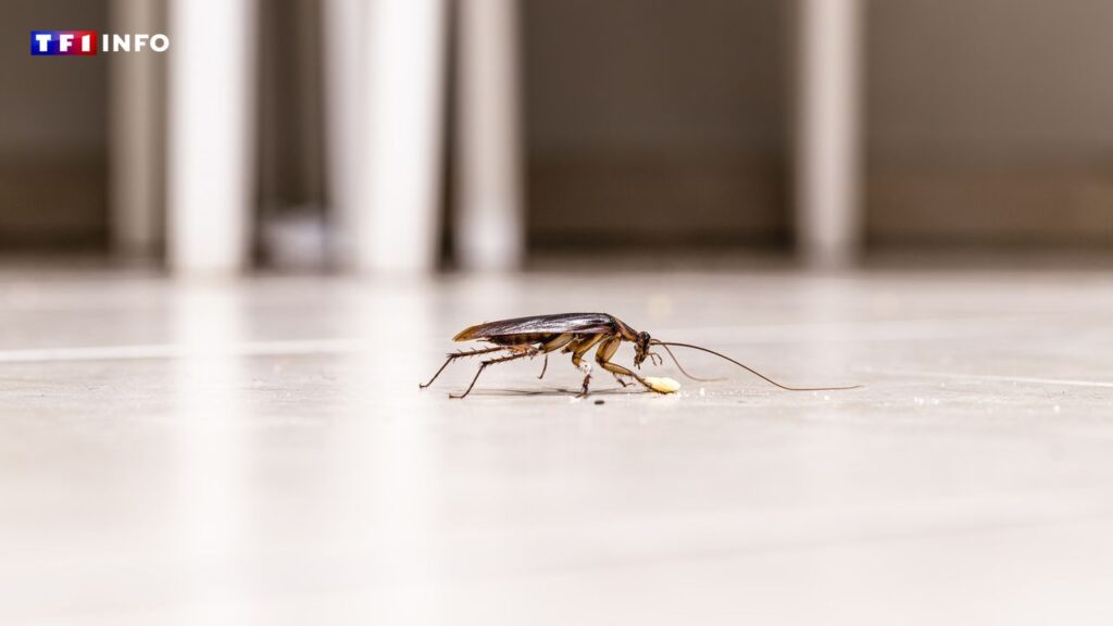 cafard illustration 227685 0@1x