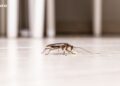 Mon appartement est infesté de cafards, quelles solutions adopter ?