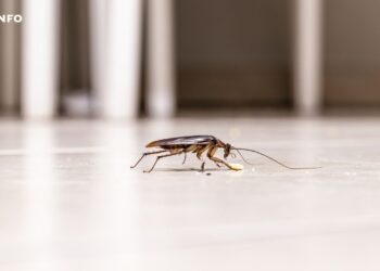 Mon appartement est infesté de cafards, quelles solutions adopter ?